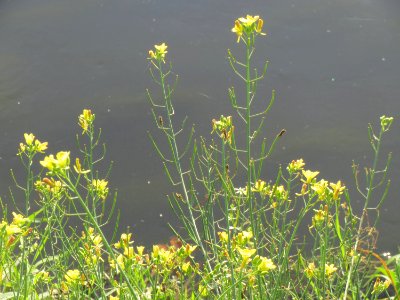 20140920Diplotaxis_tenuifolia