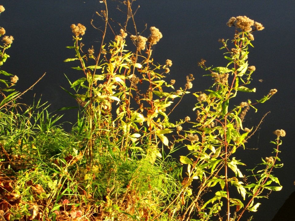 20141027Eupatorium_cannabinum2