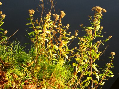 20141027Eupatorium_cannabinum2