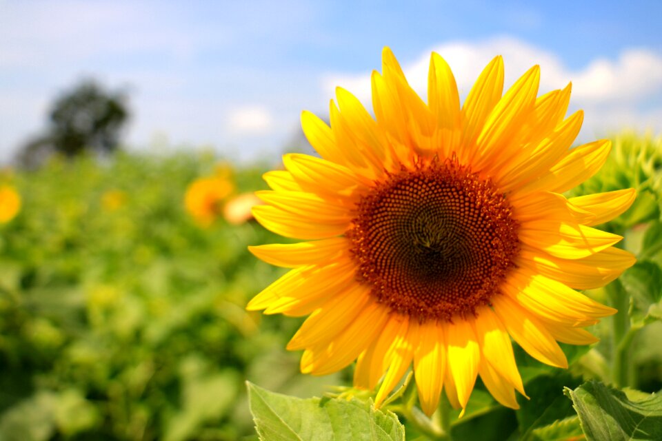 Yellow farming nature
