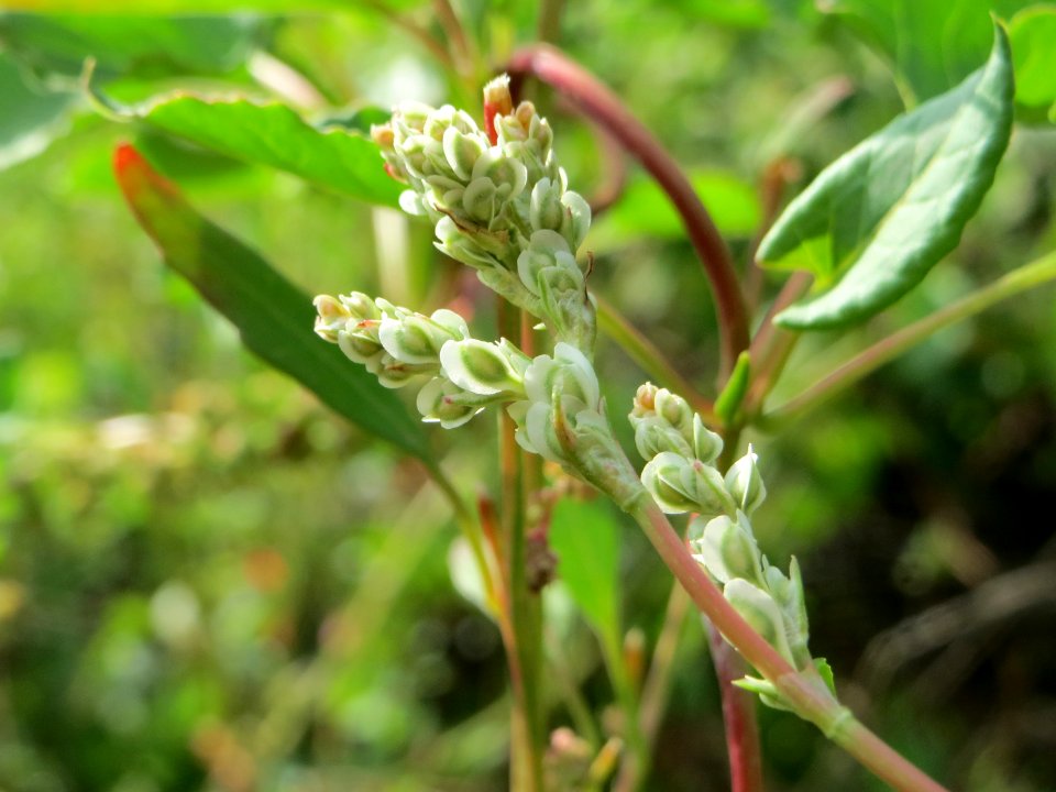 20140920Fallopia_baldschuanica1