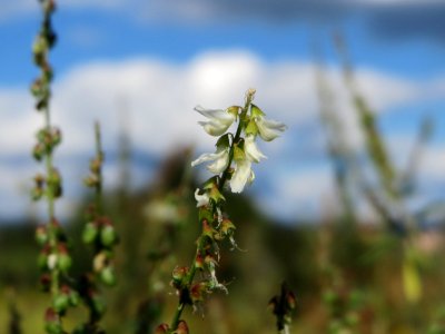 20140827Melilotus_albus2