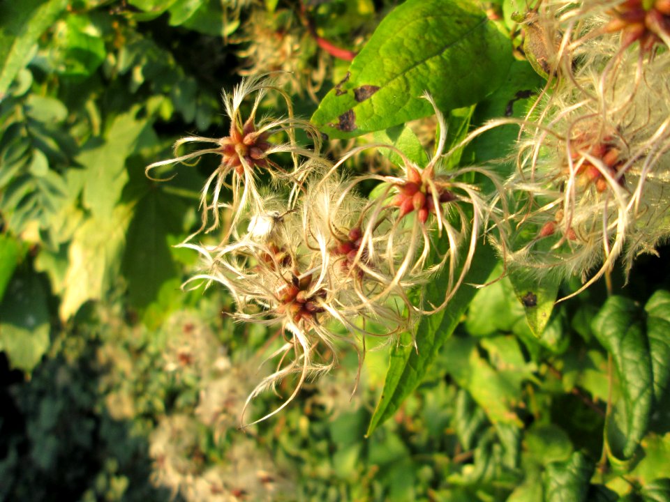 20141027Clematis_vitalba3