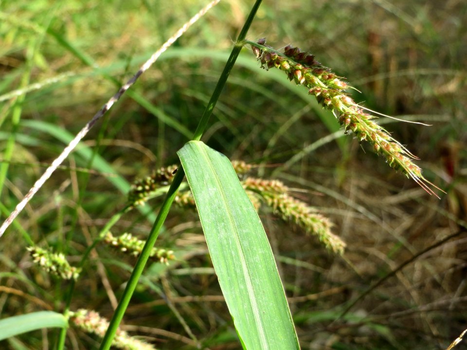 20140920Echinochloa_crus-galli4