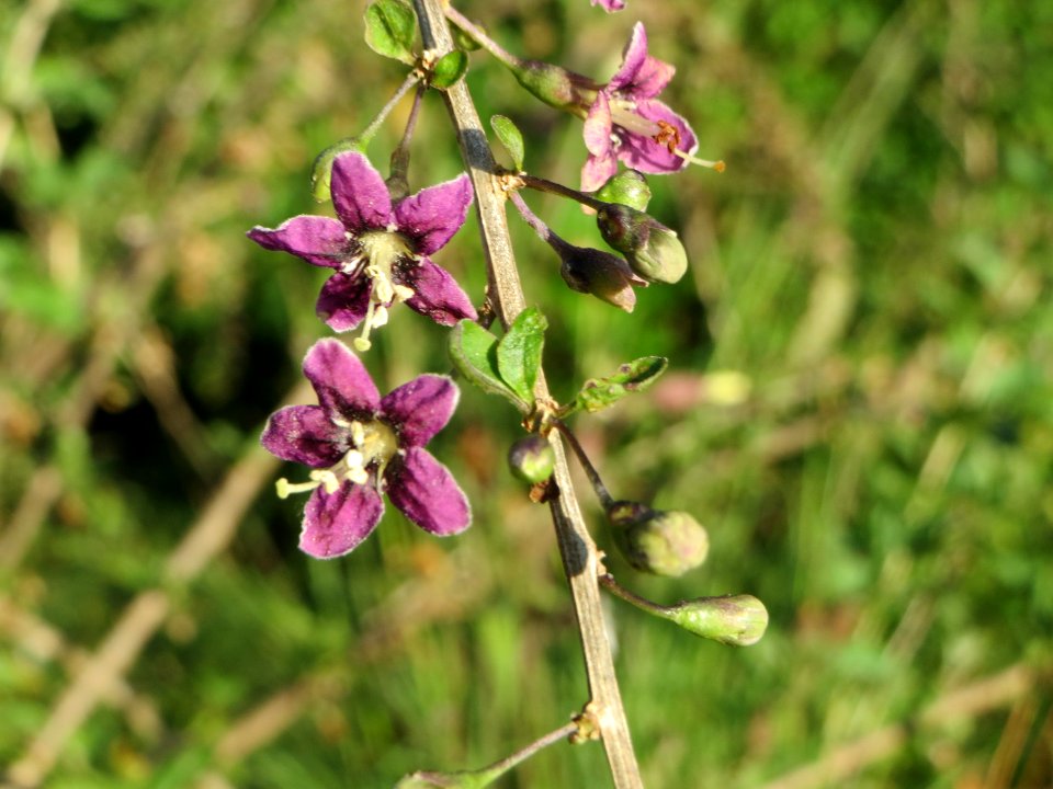 20140827Lycium_barbarum4