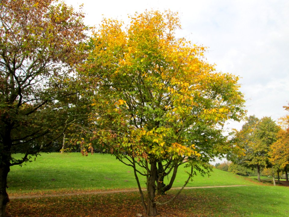 20141031Carpinus_betulus2