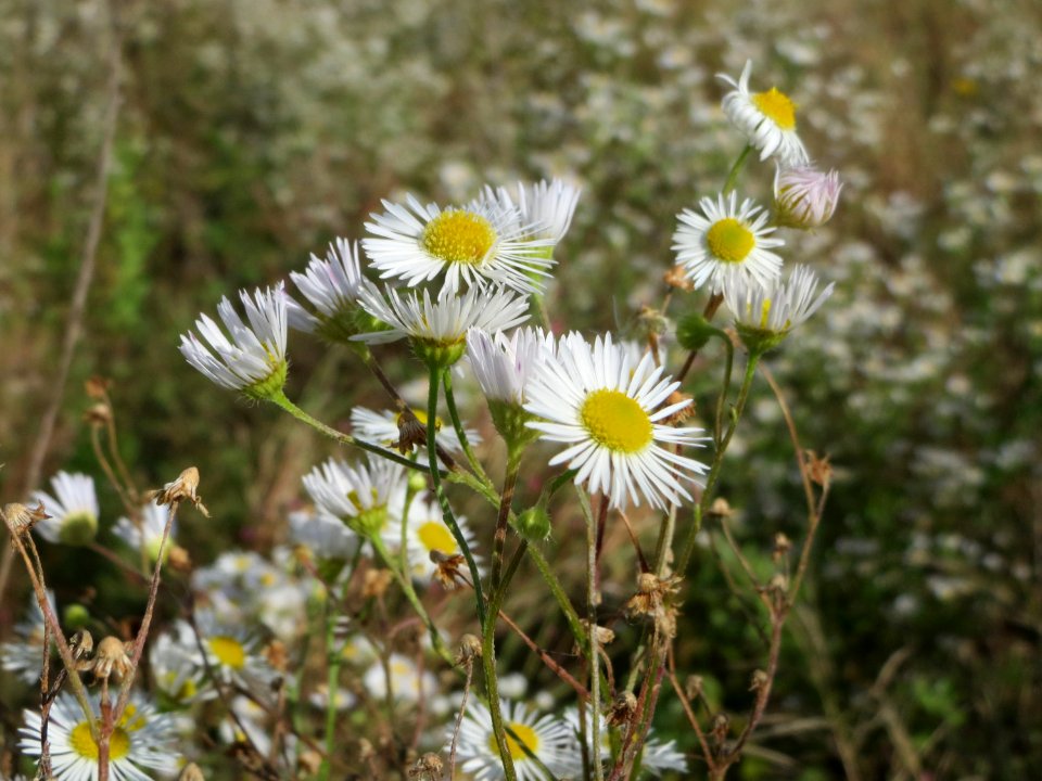 20140827Erigeron_annuus1