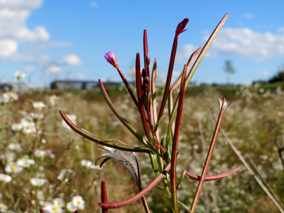 20140827Epilobium_ciliatum3
