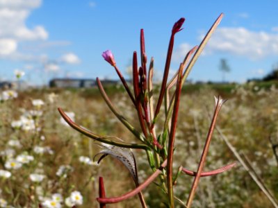 20140827Epilobium_ciliatum3