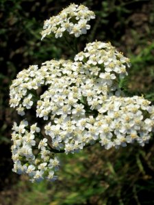 20141101Achillea_millefolium