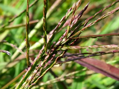 20140827Digitaria_sanguinalis2