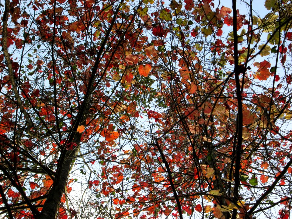 20141026Vitis_vinifera10