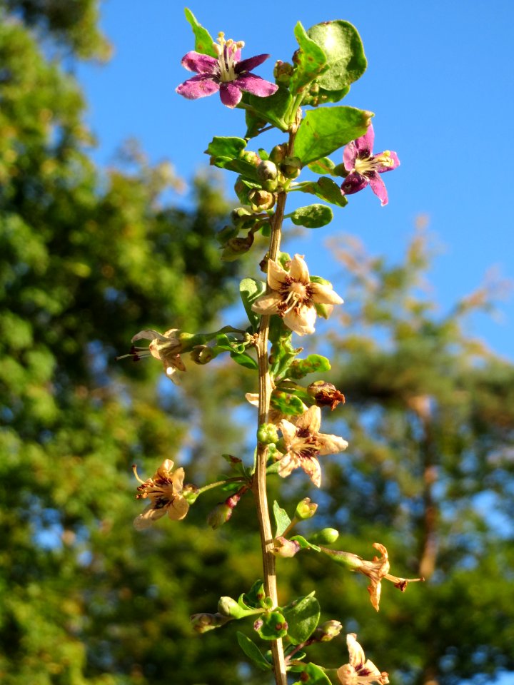20140827Lycium_barbarum2