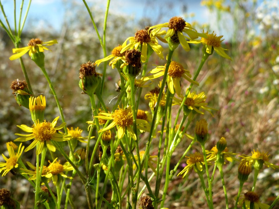 20140827Jacobaea_vulgaris1