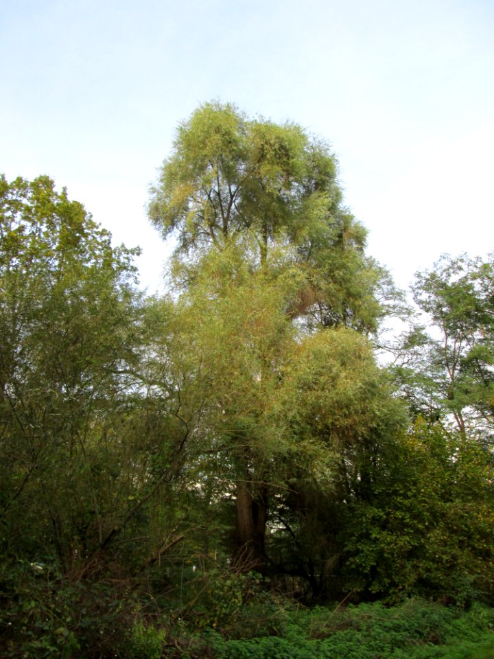 20141026Salix_alba