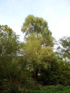 20141026Salix_alba