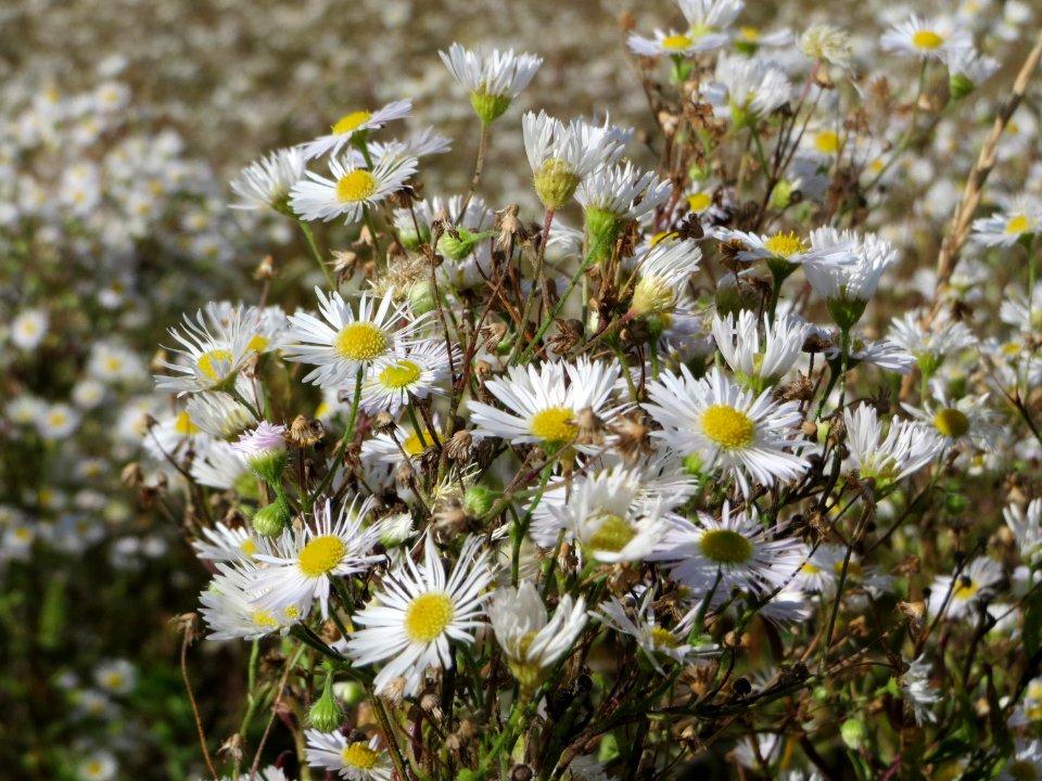 20140827Erigeron_annuus2