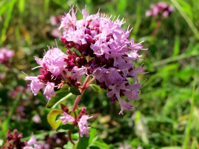 20140827Origanum_vulgare1