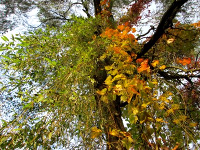20141026Vitis_vinifera02