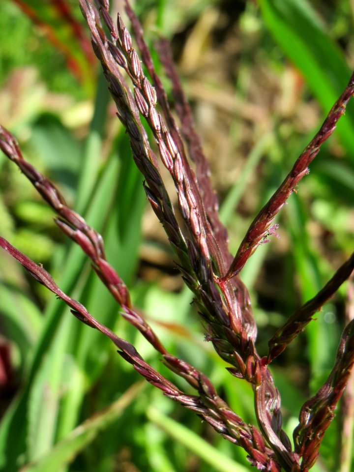 20140827Digitaria_sanguinalis1