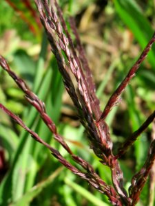 20140827Digitaria_sanguinalis1