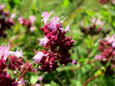 20140827Origanum_vulgare2