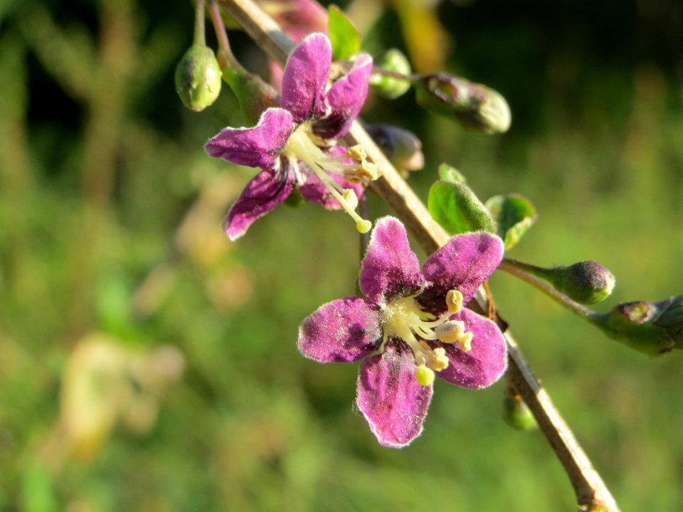 20140827Lycium_barbarum6
