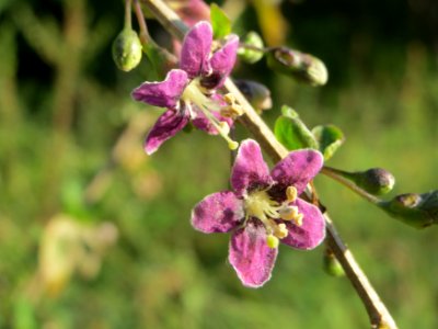 20140827Lycium_barbarum6