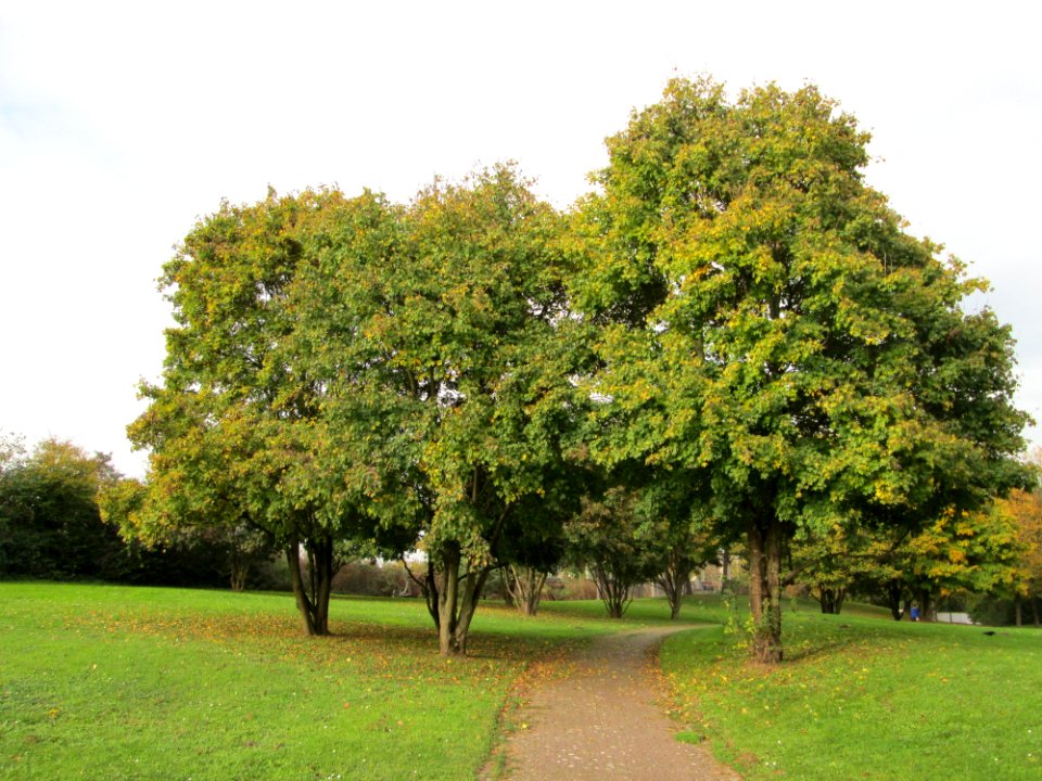 20141031Acer_campestre1