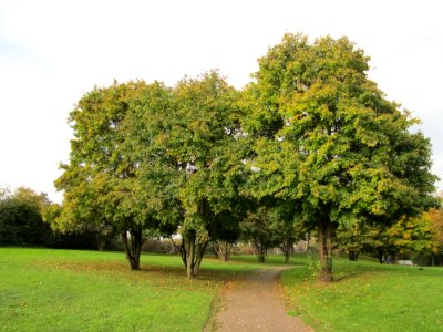 20141031Acer_campestre1 photo