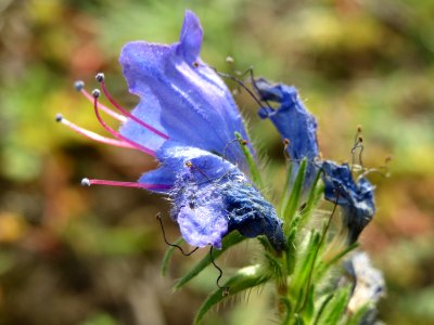 20140919Echium_vulgare