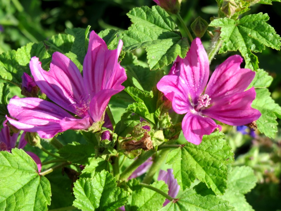 20140827Malva_sylvestris3