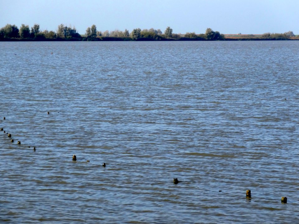 20141028_Oostvaardersplassen4