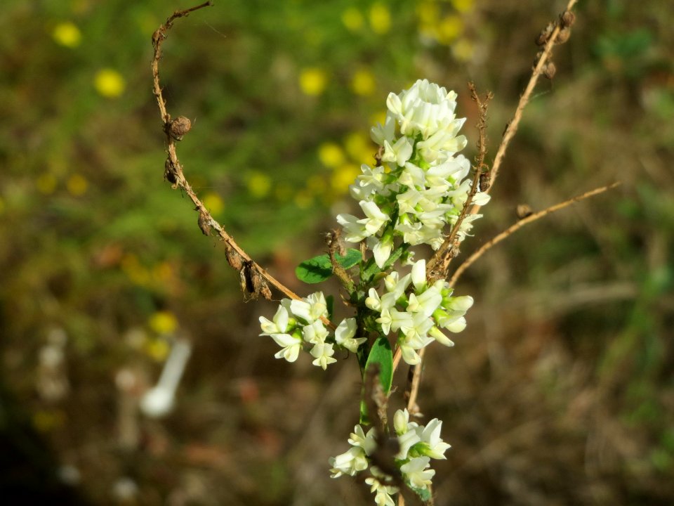 20140919Melilotus_albus2