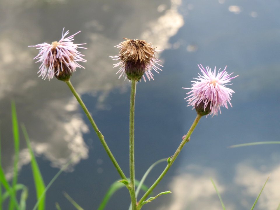 20140920Cirsium_arvense1