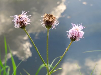 20140920Cirsium_arvense1