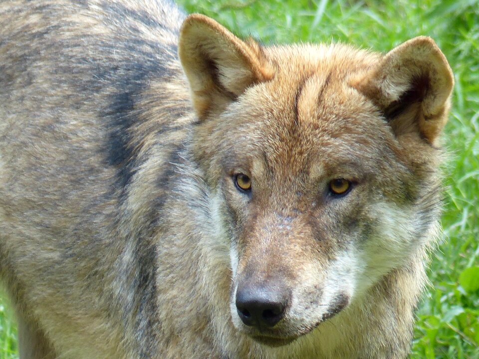 Wolf animal predator