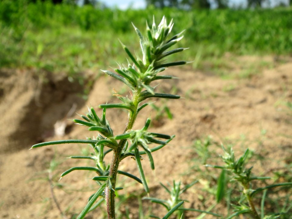 20140810Salsola_tragus5