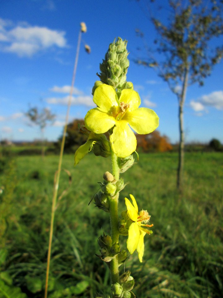 20141108Verbascum_thapsus1