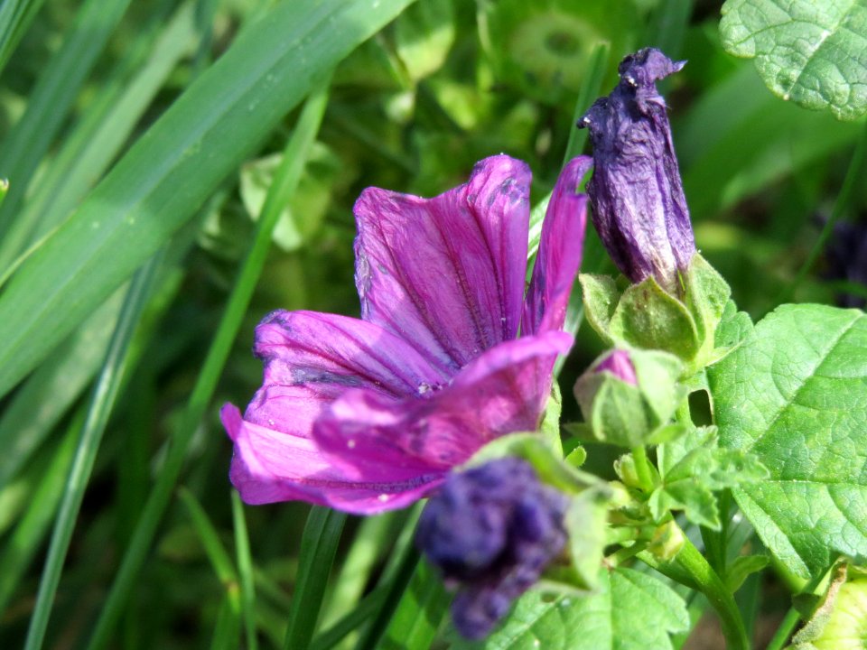 20140809Malva_sylvestris2