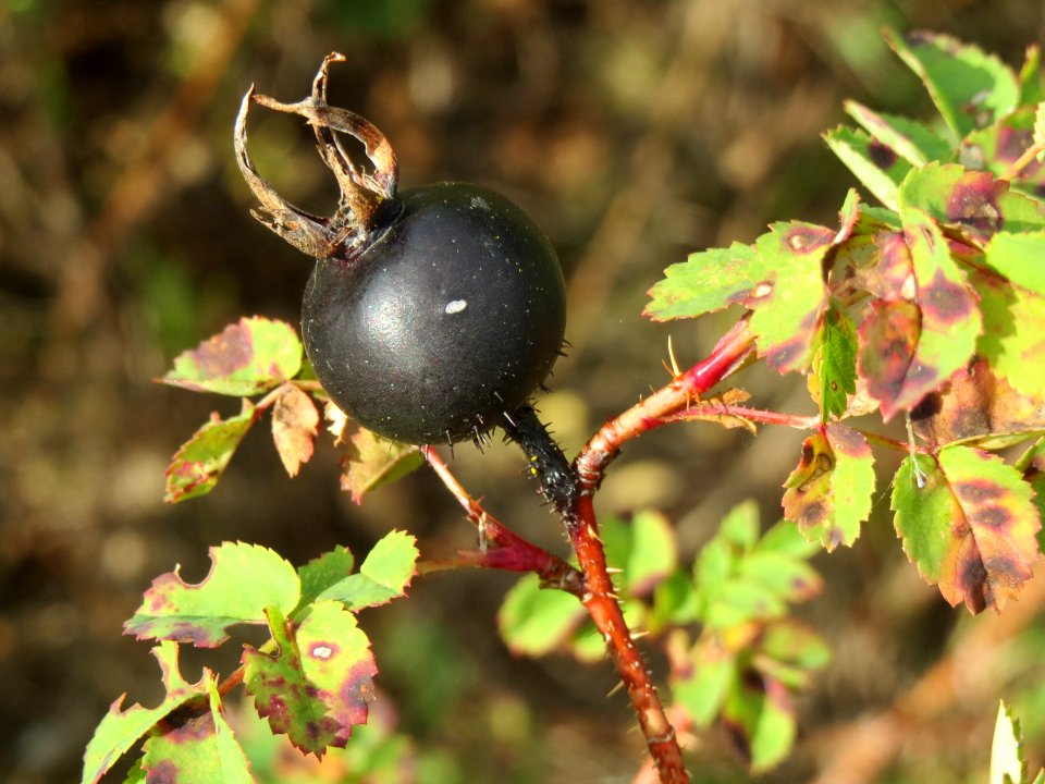 20140919Rosa_spinosissima3