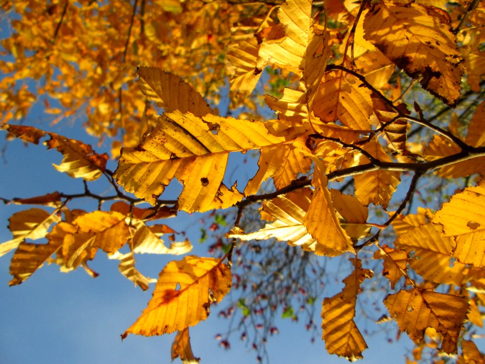 20141108Ulmus_minor08