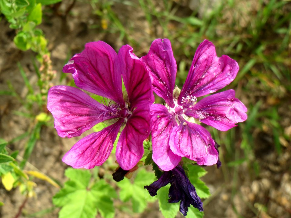 20140820Malva_sylvestris1