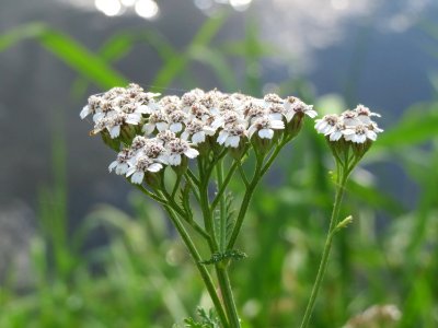 20140920Achillea_millefolium