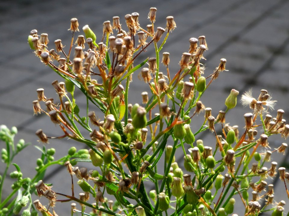 20140820Erigeron_canadensis1