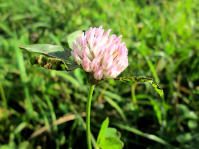 20141108Trifolium_pratense