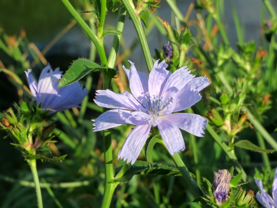 20140920Cichorium_intybus