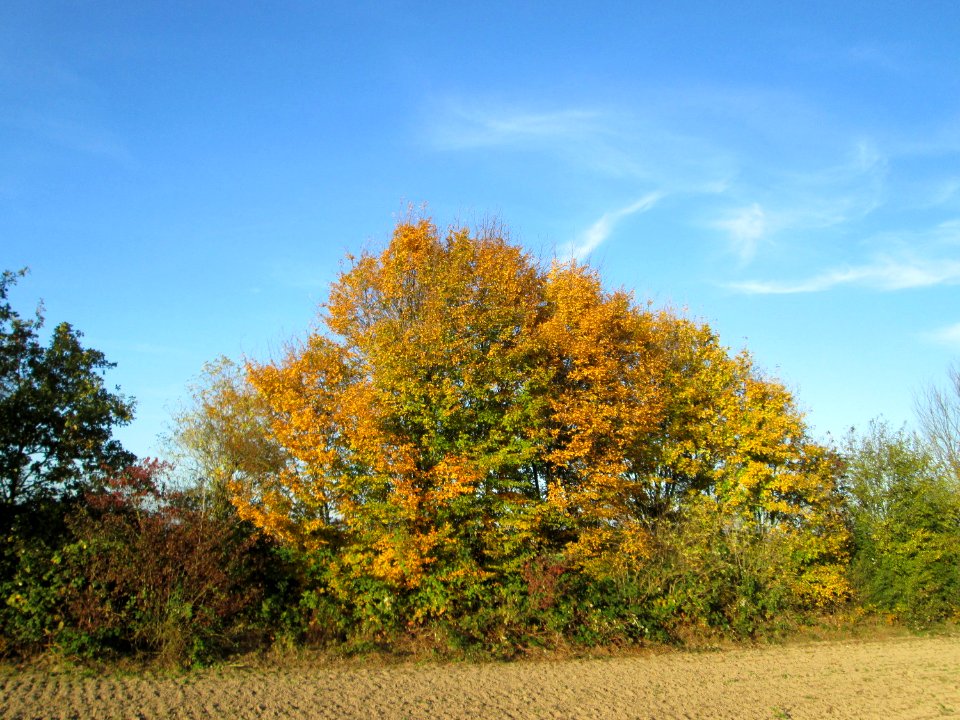 20141108Ulmus_minor01