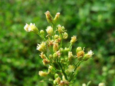 20140820Conyza_canadensis