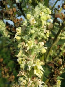 20140907Verbascum_lychnitis1